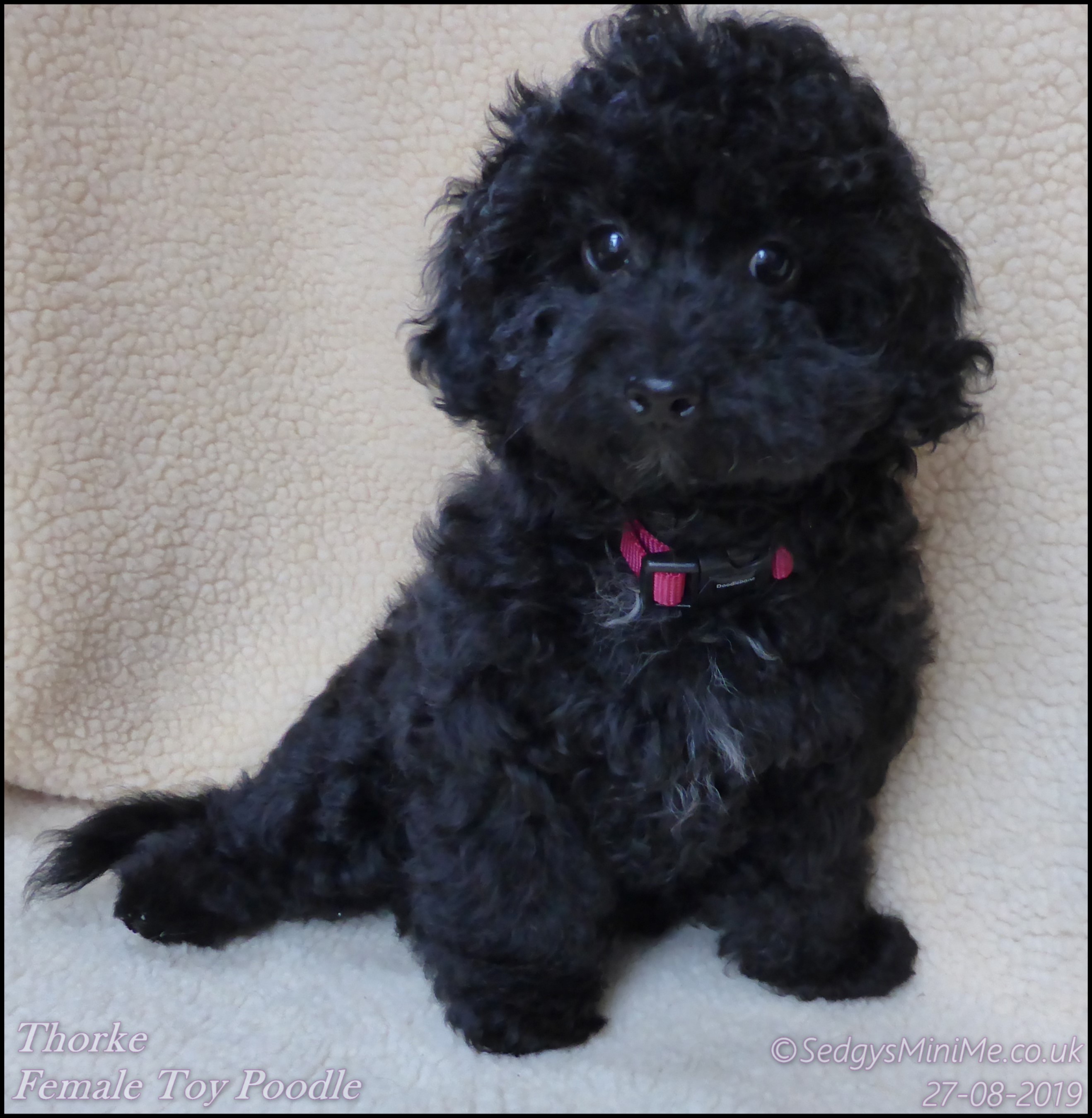 Retired toy poodles for hot sale sale